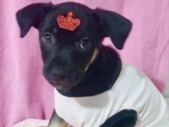 Cachorro ra a Mestiça  idade 2 a 6 meses nome Belinha 