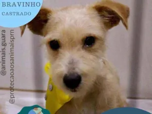 Cachorro raça srd idade 1 ano nome limão 