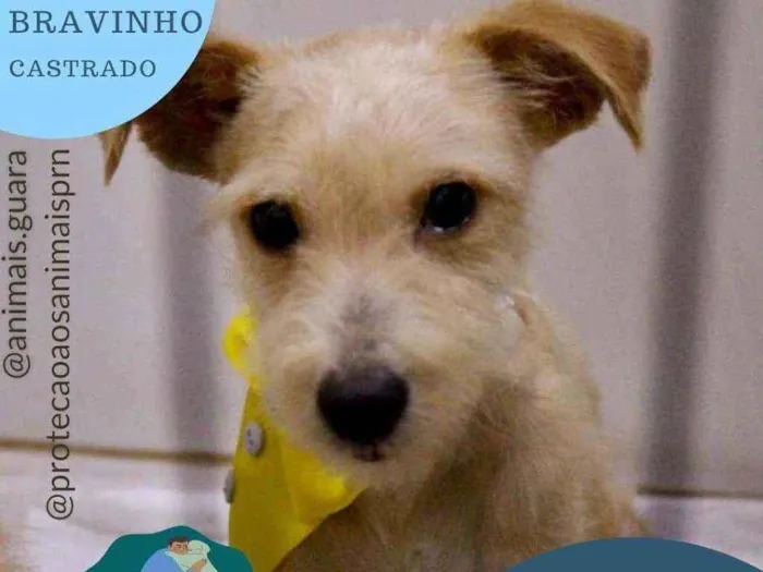 Cachorro ra a srd idade 1 ano nome limão 