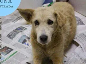 Cachorro raça srd idade 2 anos nome fiona