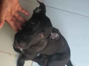 Cachorro raça Srd idade 2 a 6 meses nome Amora