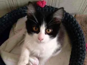 Gato raça Srd idade 2 a 6 meses nome Chloe e Ozzy 