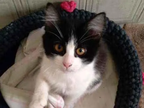 Gato ra a Srd idade 2 a 6 meses nome Chloe e Ozzy 
