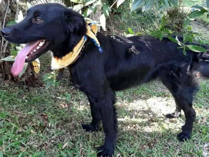 Cachorro ra a SRD-ViraLata idade 1 ano nome MAYA