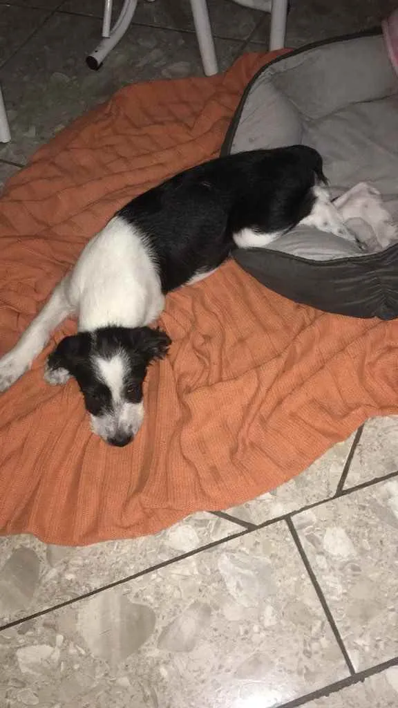 Cachorro ra a Pudou com vira lata  idade  nome Theo 