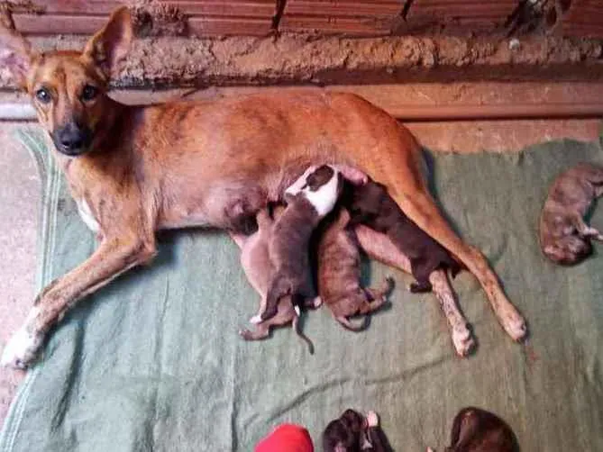 Cachorro ra a Viralata idade Abaixo de 2 meses nome Nao tem none 