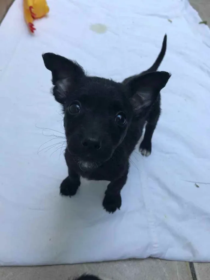 Cachorro raça Sem Raça Definida idade Abaixo de 2 meses nome Sem nome