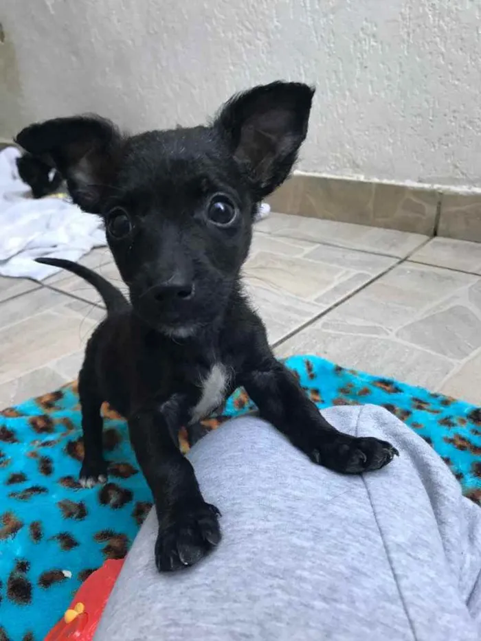 Cachorro raça Sem Raça Definida idade Abaixo de 2 meses nome Sem nome