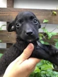 Cachorro raça Sem Raça Definida idade Abaixo de 2 meses nome Sem nome