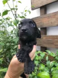 Cachorro raça Sem Raça Definida idade Abaixo de 2 meses nome Sem nome