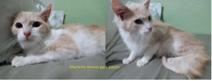 Gato ra a SRD  idade 7 a 11 meses nome SEM NOME
