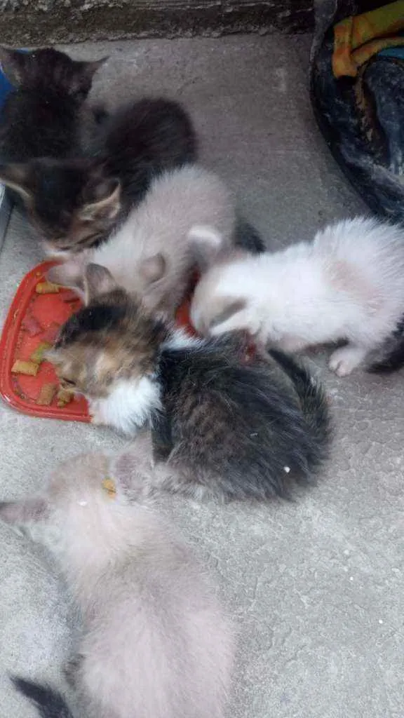 Gato raça Srd idade Abaixo de 2 meses nome Sem nome