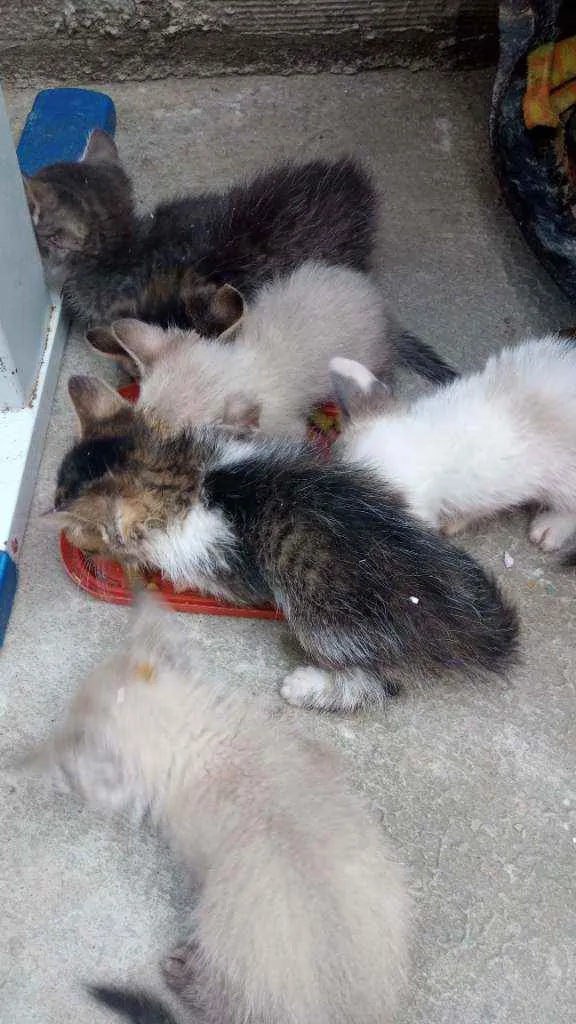 Gato raça Srd idade Abaixo de 2 meses nome Sem nome