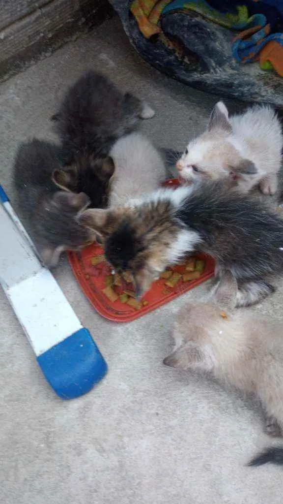 Gato raça Srd idade Abaixo de 2 meses nome Sem nome