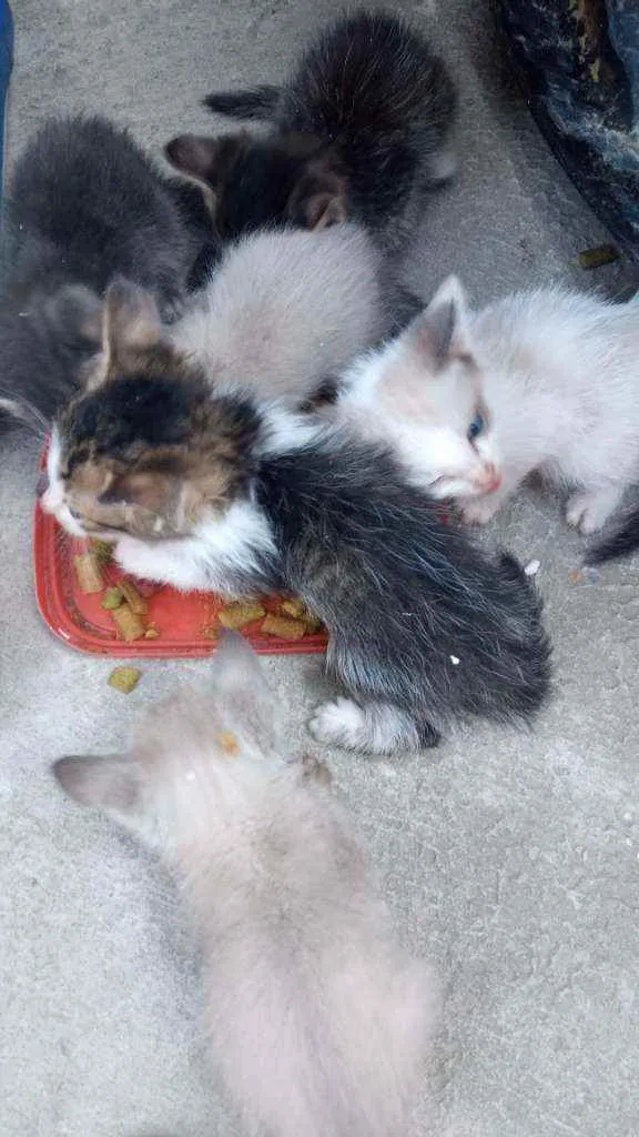 Gato raça Srd idade Abaixo de 2 meses nome Sem nome
