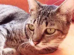 Gato raça Srd idade 7 a 11 meses nome Júlia linda bebê 