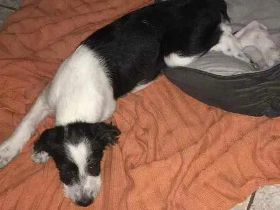 Cachorro ra a Pudou com vira lata  idade  nome Theo 