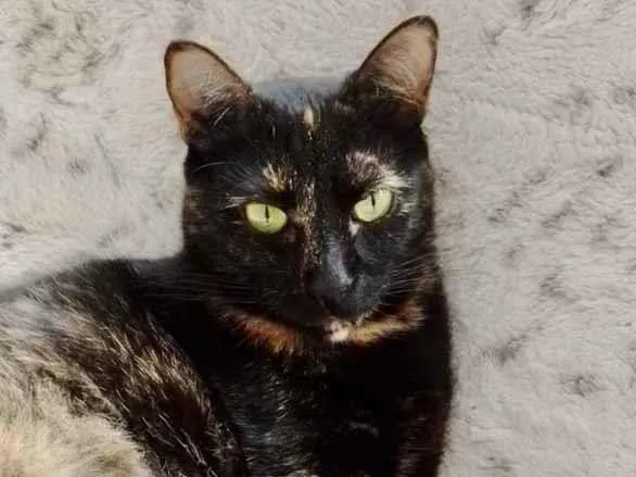 Gato raça Srd  idade 7 a 11 meses nome Tiffany Linda 