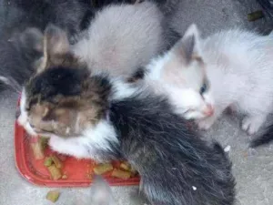Gato raça Srd idade Abaixo de 2 meses nome Sem nome