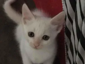 Gato raça Sem raça  idade 2 a 6 meses nome Não tem 