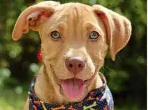 Cachorro raça SRD  idade 2 a 6 meses nome Riz 