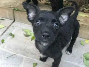 Cachorro raça Sem Raça Definida idade Abaixo de 2 meses nome Sem nome