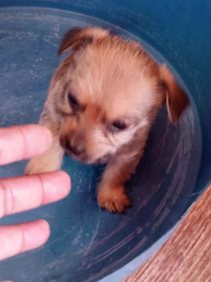 Cachorro ra a Mestiço idade Abaixo de 2 meses nome Filhote