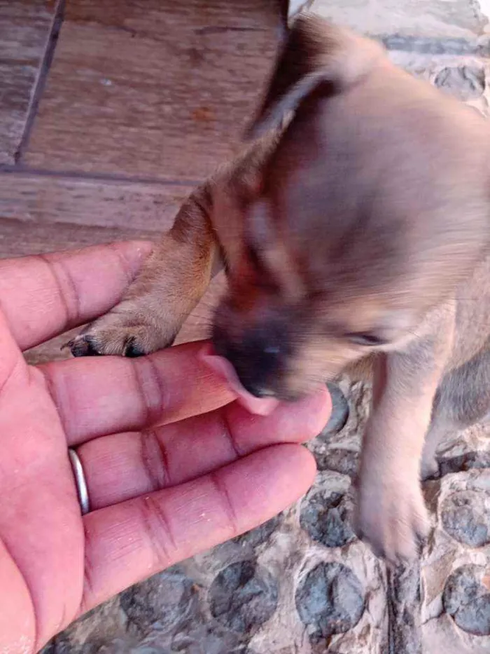 Cachorro ra a Mestiço idade Abaixo de 2 meses nome Filhote