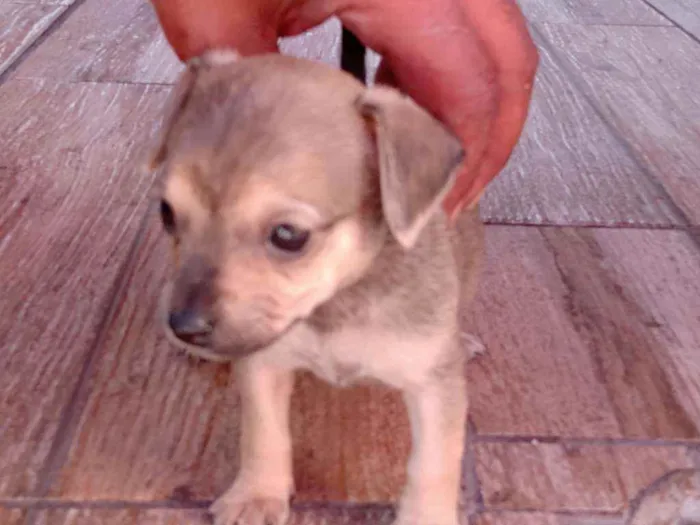 Cachorro ra a Mestiço idade Abaixo de 2 meses nome Filhote