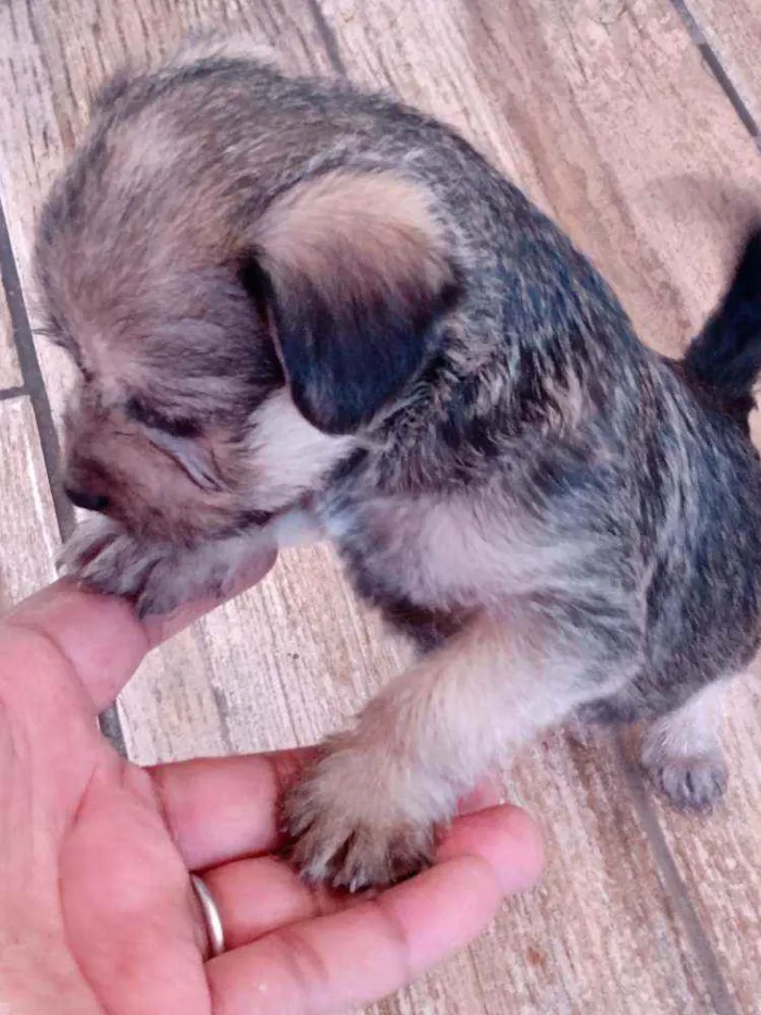 Cachorro ra a Mestiço idade Abaixo de 2 meses nome Filhote