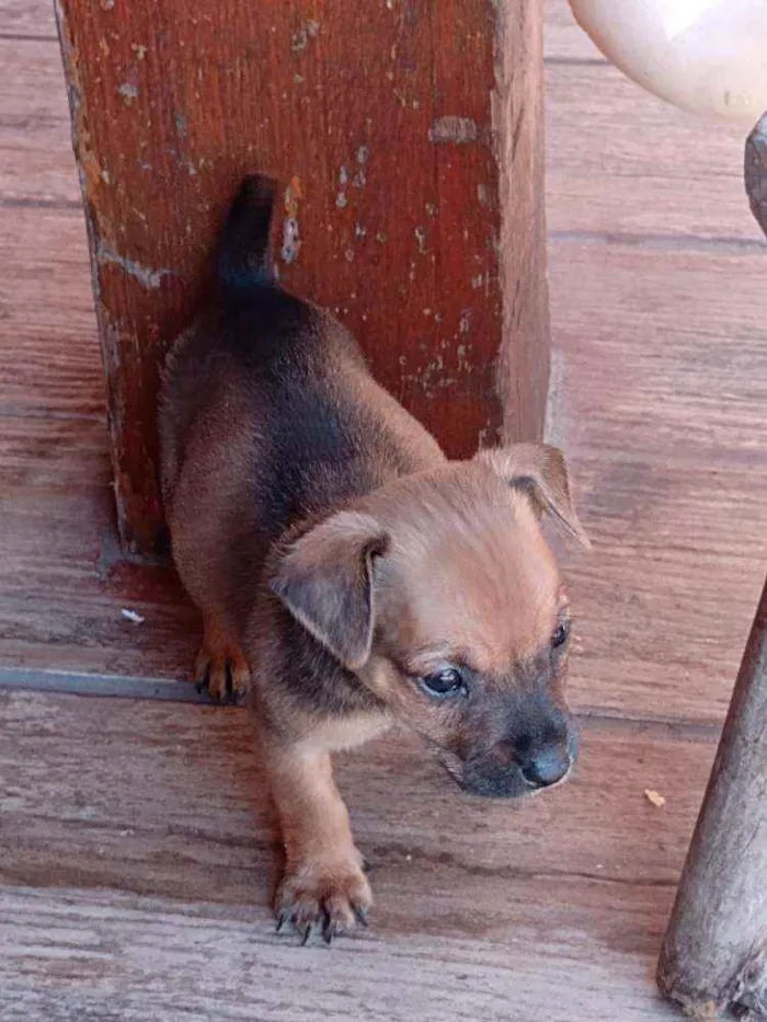 Cachorro ra a Mestiço idade Abaixo de 2 meses nome Filhote