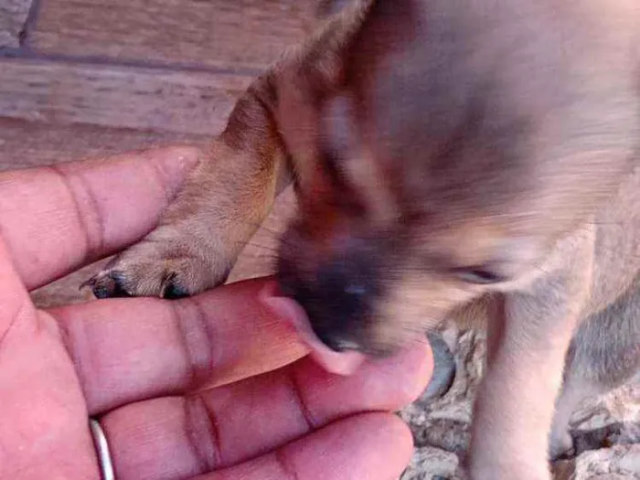 Cachorro ra a Mestiço idade Abaixo de 2 meses nome Filhote