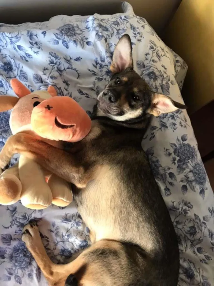 Cachorro ra a SRD-ViraLata idade 7 a 11 meses nome MINEIRA