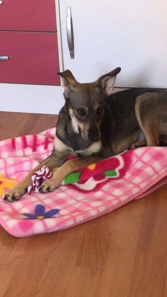 Cachorro ra a SRD-ViraLata idade 7 a 11 meses nome MINEIRA