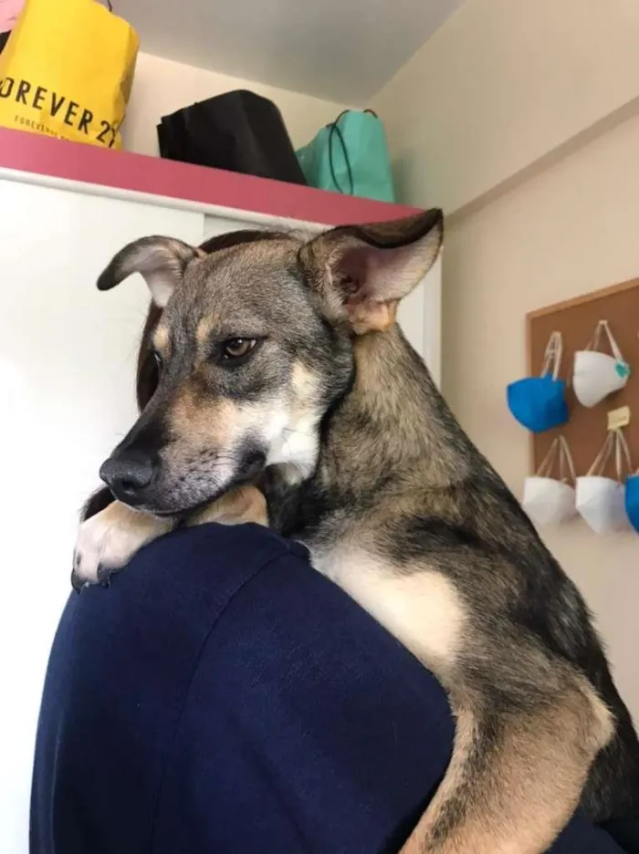 Cachorro ra a SRD-ViraLata idade 7 a 11 meses nome MINEIRA