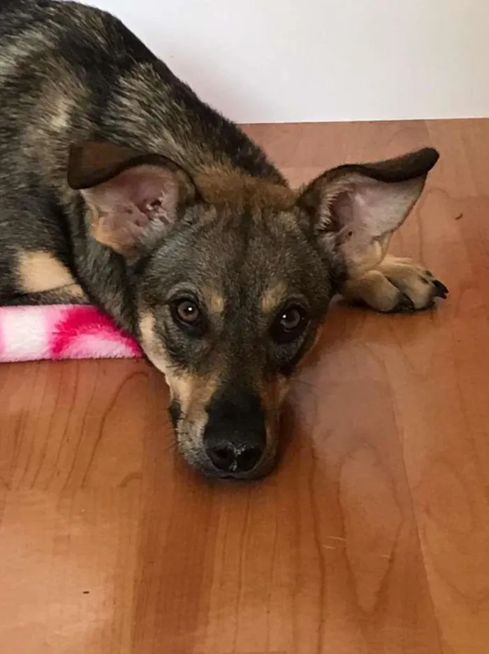 Cachorro ra a SRD-ViraLata idade 7 a 11 meses nome MINEIRA
