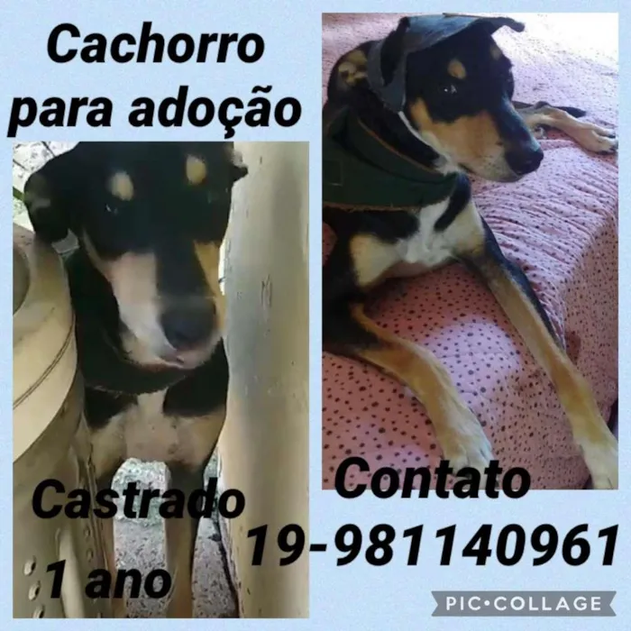 Cachorro ra a RND idade 1 ano nome Ludovico