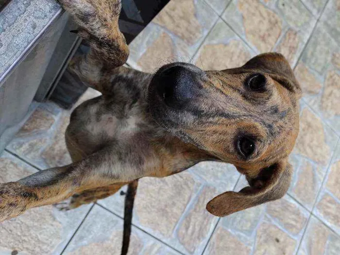 Cachorro raça Fila  idade 2 a 6 meses nome Sansão 