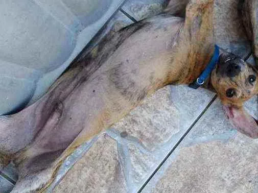 Cachorro raça Fila  idade 2 a 6 meses nome Sansão 