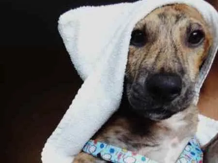 Cachorro raça Fila  idade 2 a 6 meses nome Sansão 