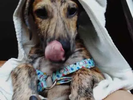 Cachorro raça Fila  idade 2 a 6 meses nome Sansão 