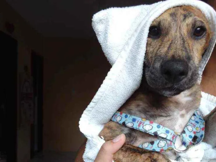 Cachorro raça Fila  idade 2 a 6 meses nome Sansão 