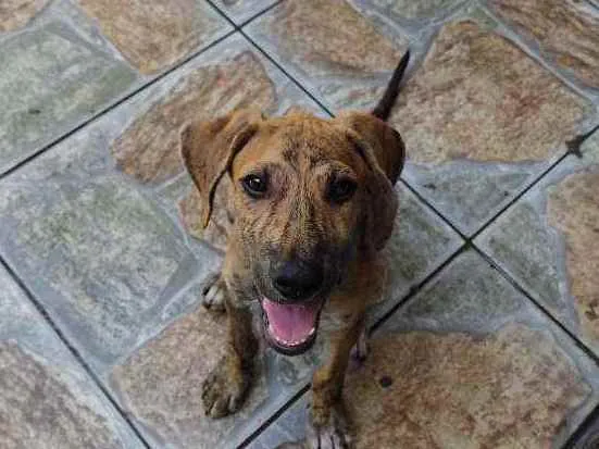 Cachorro raça Fila  idade 2 a 6 meses nome Sansão 