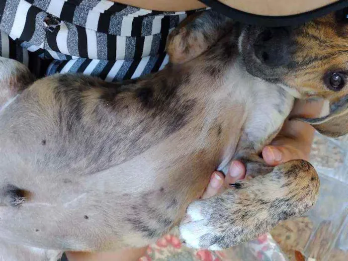 Cachorro raça Fila  idade 2 a 6 meses nome Sansão 