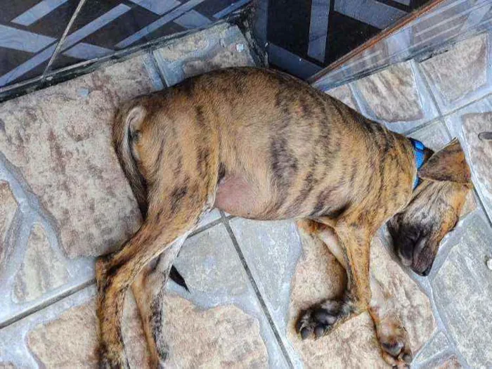 Cachorro raça Fila  idade 2 a 6 meses nome Sansão 