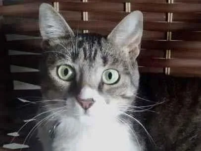 Gato raça Srd idade 7 a 11 meses nome Luna Linda bebê 