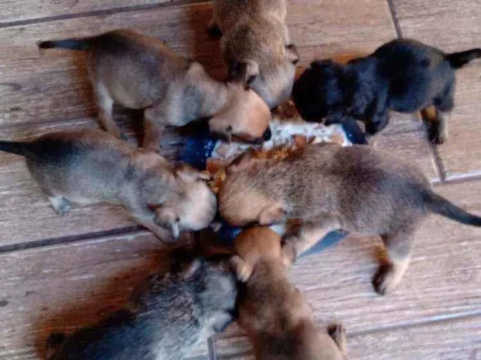 Cachorro ra a Mestiço idade Abaixo de 2 meses nome Filhote