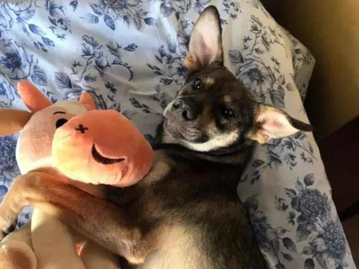 Cachorro ra a SRD-ViraLata idade 7 a 11 meses nome MINEIRA
