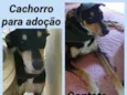 Ludovico