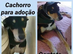 Cachorro raça RND idade 1 ano nome Ludovico